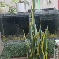 آکواریوم چینی شیشه خم کارخانه|ماهی|مشهد, شهرک بهارستان|دیوار