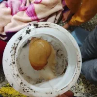 حلزون به فروش میرسد