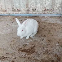 خرگوش چشم شرابی