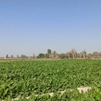 پالِک یا همون اسفناج موجوده|خوردنی و آشامیدنی|پیر سهراب, |دیوار