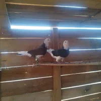 یک جفت دوکت