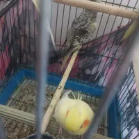 عروس هلندی|پرنده|بومهن, |دیوار