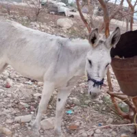 کنگان|حیوانات مزرعه|بوشهر, |دیوار