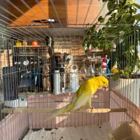 قناری ماده رسمی بلند