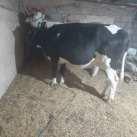 گاو|حراج|یزد, |دیوار