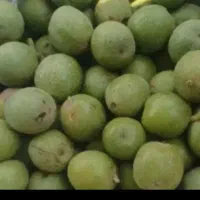 گردو