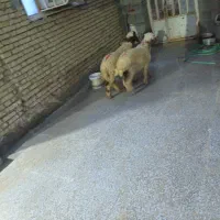 دو عدد بره نر