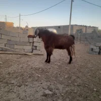 بز نر|حیوانات مزرعه|شیروان (خراسان), |دیوار
