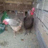 مرغ مینا و مرغ کاکولی|پرنده|یزد, |دیوار