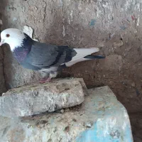 دوتا کبوتر نر