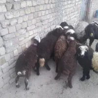 نیازمندسرمایه گذار