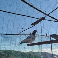 کبوتر|پرنده|ماکو, |دیوار