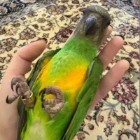 طوطی سنگال سخنگو