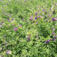 بذر یونجه درجه یک