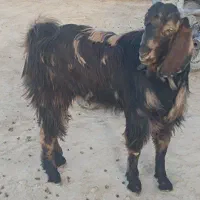 کهره نر چاق|حیوانات مزرعه|داراب, |دیوار