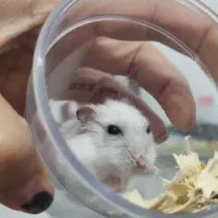 همستر کمپل|موش و خرگوش|قم, پردیسان|دیوار