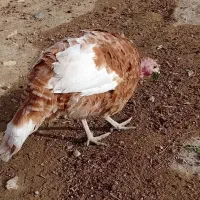 بوقلمون|حیوانات مزرعه|قروه, |دیوار