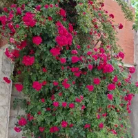 نشائ قلمک انواع گل رزهلندی و نسترن درختی