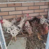 مرغ و خروس گلین