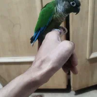 گرینچیک جفت