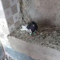 فروش کبوتر|پرنده|شیراز, نارنجستان|دیوار