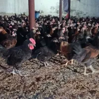 فروش جوجه مرغ و خروس محلی اصل به شرط|حیوانات مزرعه|مرودشت, تخت جمشید|دیوار