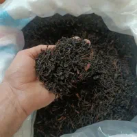 چایی بهاره
