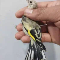 معاوضه ۳ عدد اسپیکر سالم به شرط با جوجه سهره نر