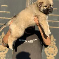 توله قفقازی غول پیکر اصیل