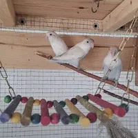 کوتوله برزیلی سفید