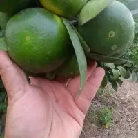 نارنگی ژاپنی