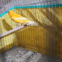 قناری پرتقالی نر بلندرسمی