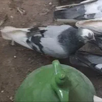 گمشده|پرنده|خوی, |دیوار