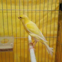 قناری نر|پرنده|اردبیل, |دیوار