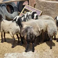 درجه یک ترین نژاد shal،طلای 24 عیار|حیوانات مزرعه|شیراز, احمدآباد|دیوار