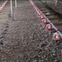 کودمرغی|خدمات باغبانی و درختکاری|سرپل ذهاب, |دیوار