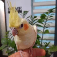 عروس هلندی خانگی