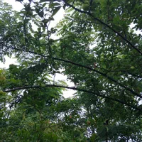 باغ روستای لیوان شرقی