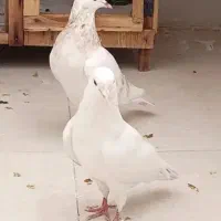 ماده هما پاچکمه گمشده