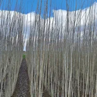 فروش انواع نهال و صنوبر|خدمات باغبانی و درختکاری|ترکمانچای, |دیوار