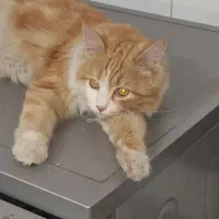 گربه گم شده|حیوانات|یزد, |دیوار