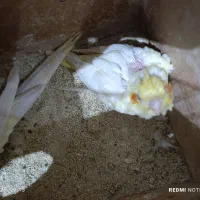 عروس هلندی سرلاکی لوتینو