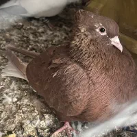 کفتر|پرنده|پاکدشت, پاکدشت (مامازند)|دیوار