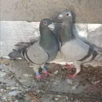 کفتر.کبوتر.