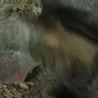 گربه بنگال|گربه|کلاله, |دیوار