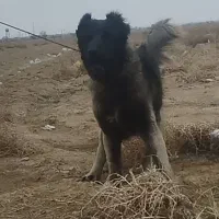 واگذاری سگ سراب