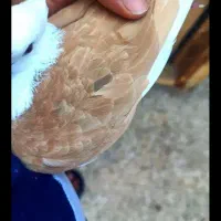 گم شده دوکت زرد قبل ازیک هفته در ابوحمیظه.خریدارم