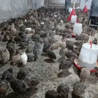 بلدرچین ژاپنی و گوشتی