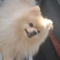 سگ بازیگوش و آپارتمانی پامرانین ،بولداگ