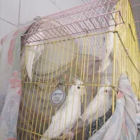 عروس هلندی البینوچشم شرابی|پرنده|یزد, |دیوار